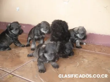 Preciosos schnnauzer y french pool negros