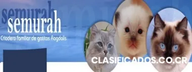 Ragdolls en zamora, criadero de gatos en zamora.