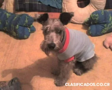 Schnauzer plata para saltos