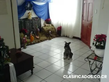 Schnauzer temperamental busca casa