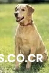 Se busca labrador de pelo corto, color crema