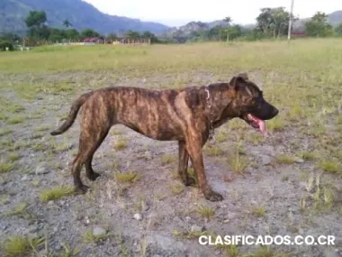 Vendo una american stafford