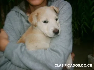 Asistente veterinaria