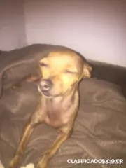 Busco padrote doberman piña ver miniatura, preferiblemente negro