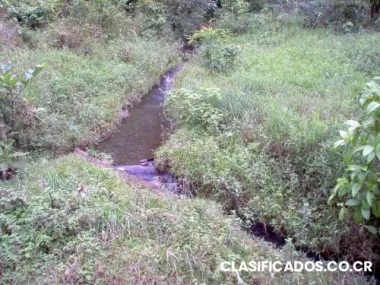 Busco socio para producir tilapia