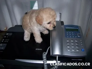 Cachorros caniche toy