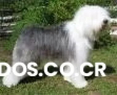 Cachorros viejo pastor ingles