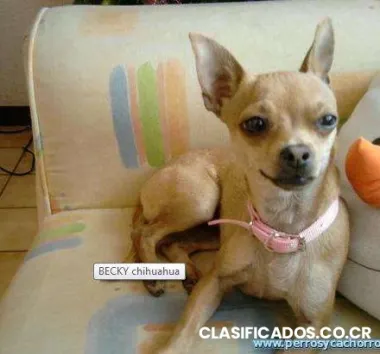 Chihuahua perido en heredia color cafe claro hembra becky