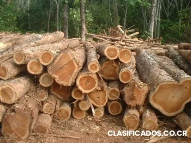 Compramos madera teca exportacion