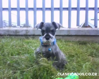 Estetica canina la mascota feliz