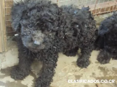 French poodle minitoy preciosos negros(as)