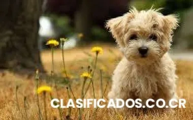 Hospedaje de mascotas y servicio de veterinaria (emergencias)