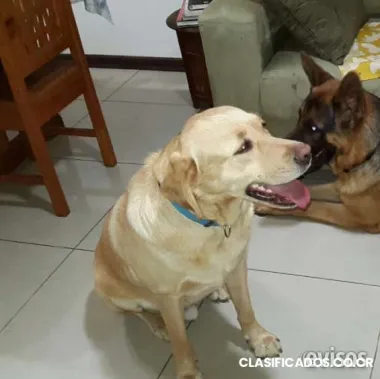 Labrador extraviado*