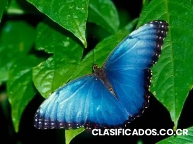 Liberacion de mariposas vivas en eventos sociales costa rica