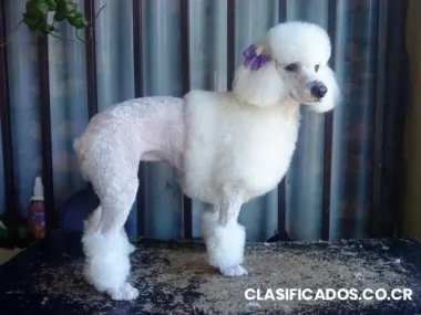 Peluquería canina precious pets