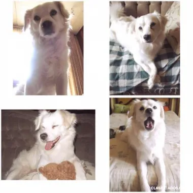 Perro extraviado en guadalupe