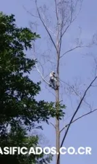 Poda, mantenimiento y tala de arboles