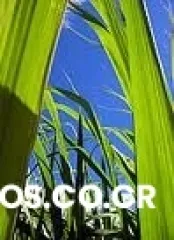 Promo de bronceado del 20 al 31 de octubre 2010