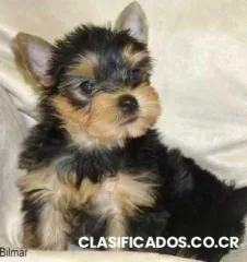 Tengo para vender cachorro yorki macho