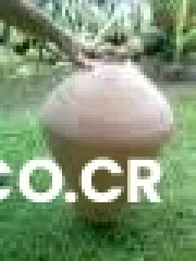 "vasija" anfora antigua encontrada en el fondo del mar!