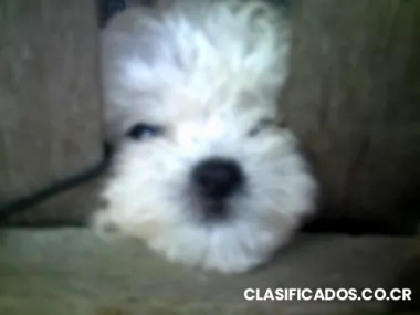 Vendo cachorritos de french poodle (caniche), preciosos, blancos.