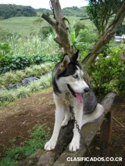 Vendo hoskey siveriana