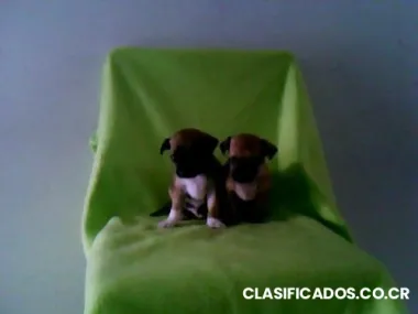 Venta de chihuahuas