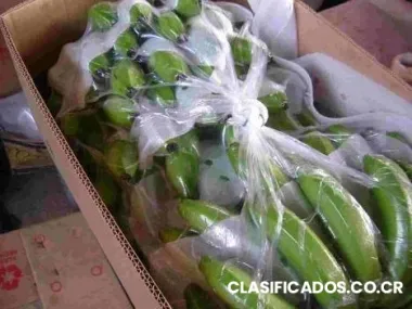 banana cavendish para exportar