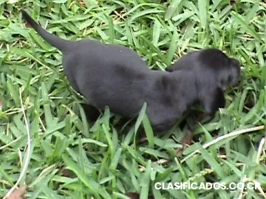 Lindos cachorros de salchicha color negros con errumbre