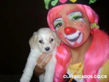 Payasita,payasa alajuela