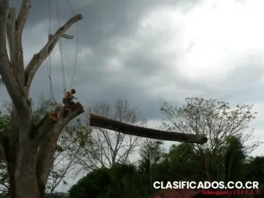 Poda y corte de arboles en costa rica (corta de arboles)