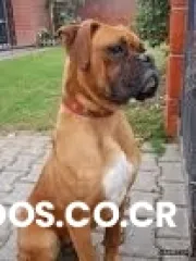 Venta de perros entrenados (perros de seguridad)