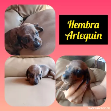 Venta Salchichas Mini 85843003 