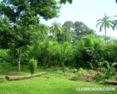 Exc. oportunidad terreno en horquetas de sarapiquí