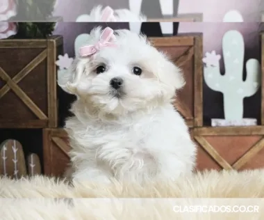 Camada maltesa de 4 cachorros (3 niños, 1 niña).