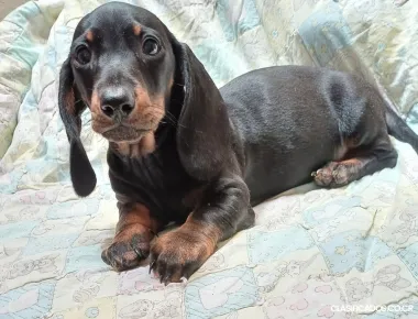 Salchicha negro fuego miniatura 