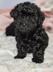 French poodle tacita negros y chocolate 