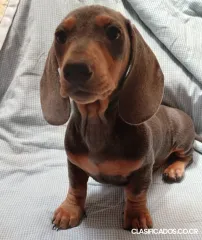 Salchichas miniatura blue 