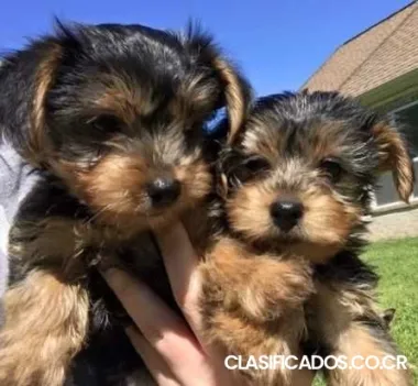 Adorables cachorros de Yorkie gratis