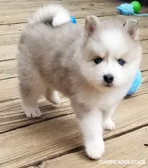 ¡Adorables cachorros CKC Pomsky a la venta!