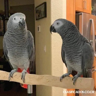 Dos loros grises africanos a la venta