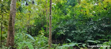 Hermosa Propiedad Frente a la Playa y Golfo Dulce