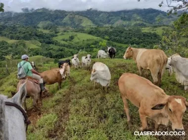 ESPECTACULAR FINCA EN SAN VITO DE COTO BRUS. 