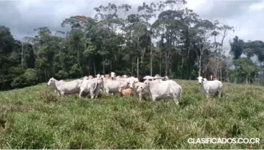 SE VENDE ESPECTACULAR FINCA EN PITTIER, COTO BRUS. 