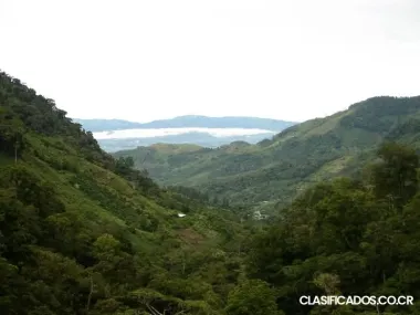 SE VENDEN 95 HECTÁREAS DE BOSQUE PRIMARIO. 