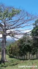 PRECIOSA FINCA EN LAS BRISAS DE SAN VITO, COTO BRUS. 