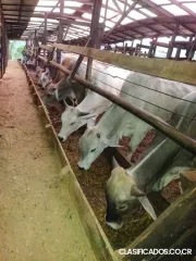 GANGA DE FINCA EN BUENOS AIRES DE PUNTARENAS. 