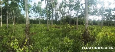 ESPECTACULAR PROPIEDAD EN VILLA NUEVA DE PÉREZ ZELEDÓN. 