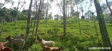 SE VENDE ESPECTACULAR FINCA EN PÉREZ ZELEDÓN. 