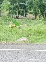 DE OPORTUNIDAD BELLA PROPIEDAD EN PUERTO CORTÉS, OSA. 